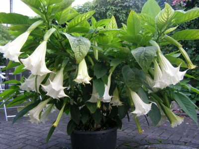 Friedrichsthal ab 20.11 009.jpg