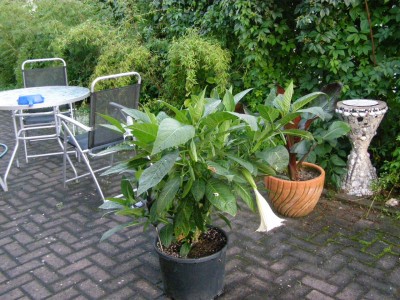 Friedrichsthal ab 20.11 007.jpg