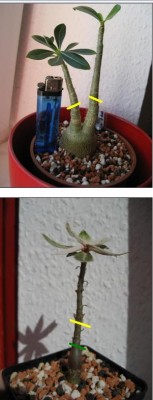 Wüstis tubanges.JPG