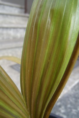 Chambeyronia macrocapa 8.8.11.jpg