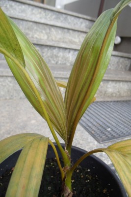 Chambeyronia macrocapa 8.8.11.erste rotfärbung.jpg