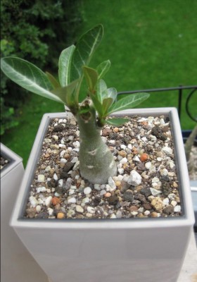 Marie am 08.08.2011 (2).JPG