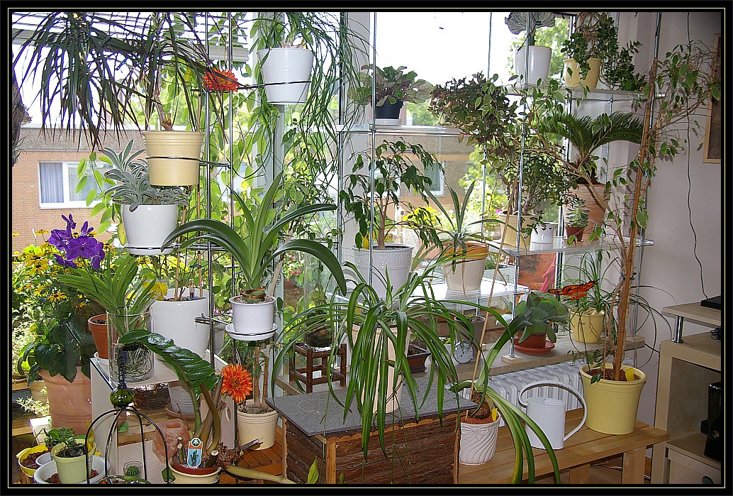 Mein neues Pflanzenregal · Basteln & Deko & Co. · GREEN24 Pflanzen & Garten  Forum
