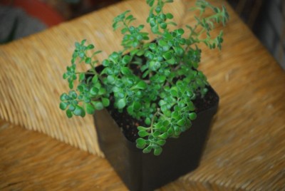Sukkiforsale 002yy.jpg