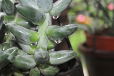 regentropfen 020 (2000x1328).jpg