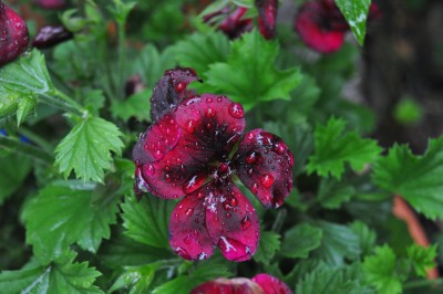 regentropfen 014 (2000x1328).jpg