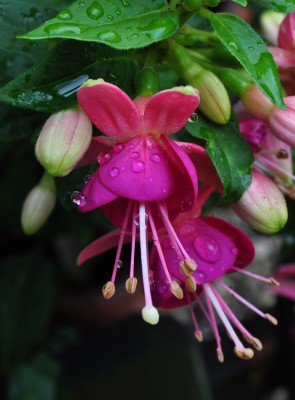 regentropfen 012 (1473x2000).jpg