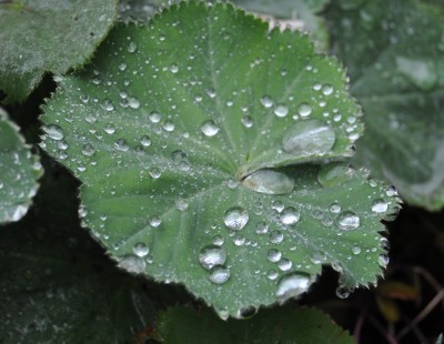 regentropfen 010 (2000x1552).jpg