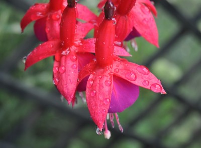 regentropfen 009 (2000x1475).jpg