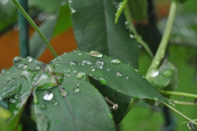 regentropfen 007 (2000x1328).jpg