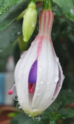 regentropfen 006 (1191x2000).jpg