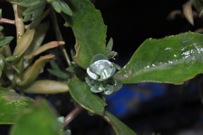 regentropfen 005 (2000x1328).jpg