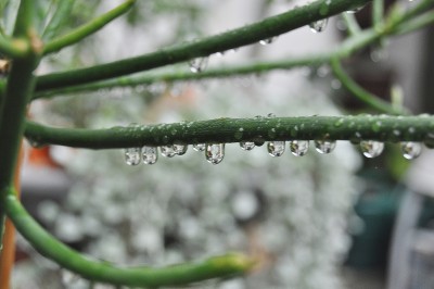 regentropfen 004 (2000x1328).jpg