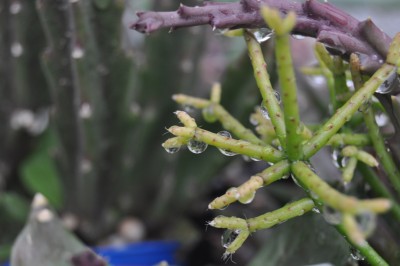 regentropfen 035 (2000x1328).jpg