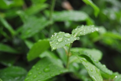 regentropfen 030 (2000x1328).jpg