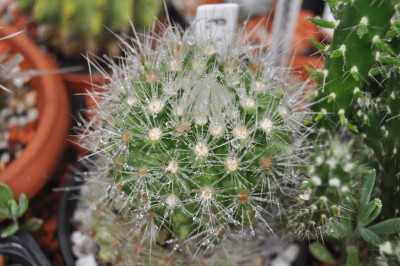 regentropfen 029 (2000x1328).jpg