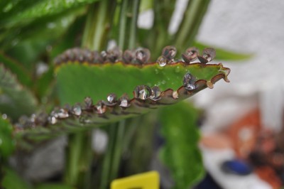 regentropfen 028 (2000x1328).jpg