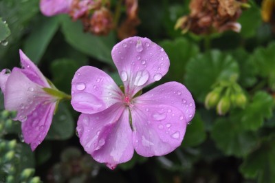 regentropfen 026 (2000x1328).jpg