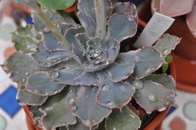 regentropfen 025 (2000x1328).jpg