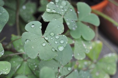 regentropfen 024 (2000x1328).jpg