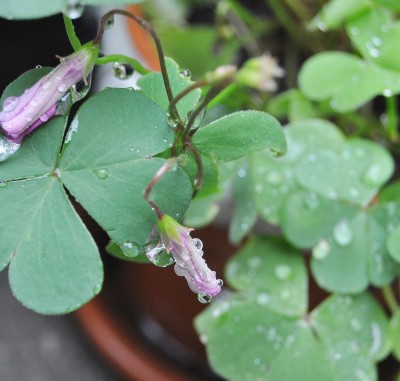 regentropfen 023 (2000x1904).jpg