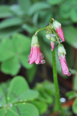 regentropfen 021 (1328x2000).jpg