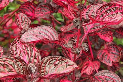 1.1300532389.rote-bl-tter.jpg