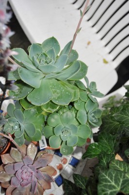 regentropfen 003 (1328x2000).jpg