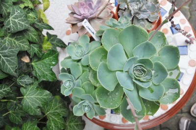 regentropfen 002 (2000x1328).jpg