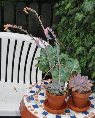 regentropfen 001 (1619x2000).jpg