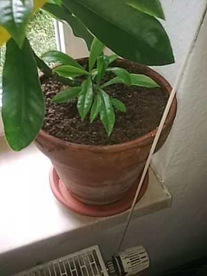 ..Pereskia grandifolia....JPG