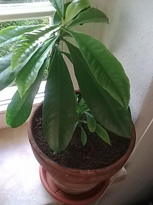 ..Pereskia grandifolia...JPG