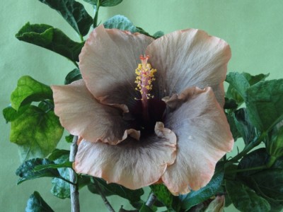 Cloudy Days 8.8..JPG