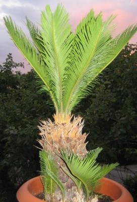 Bild green24 321.jpg