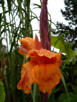 blüte tropicanna.jpg
