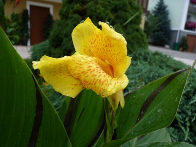 blüte canna cleo.jpg