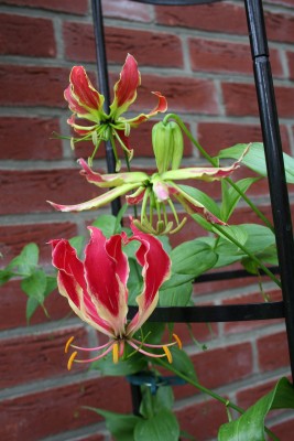 IMG_4952.JPG.JPG