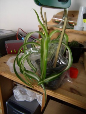 Meine Bilder 394a.jpg