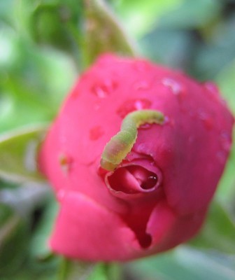 Bild green24 330.jpg