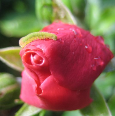 Bild green24 331.jpg