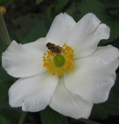 Bild green24 326.jpg