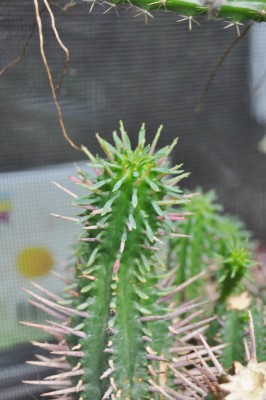 Kakteen u. caudex 026 (1328x2000).jpg