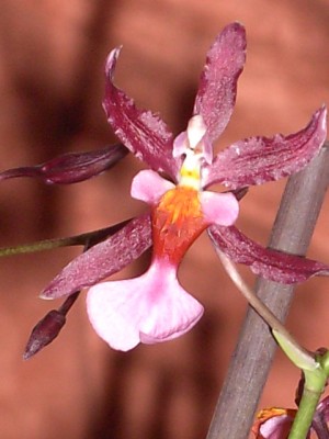 Oncidium dunkellila - Lippe hellrosa - DUFTORCHIDEE Juli 2011_6.JPG
