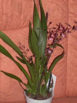 Oncidium dunkellila - Lippe hellrosa - DUFTORCHIDEE Juli 2011_1.JPG