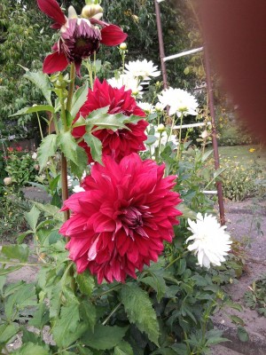 Foto0140.jpg