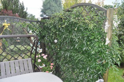 Kakteen u. caudex 032 (2000x1328).jpg