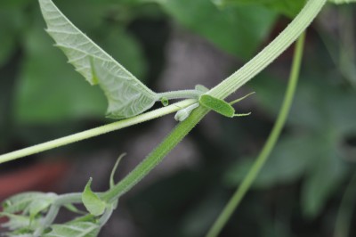 Kakteen u. caudex 031 (2000x1328).jpg