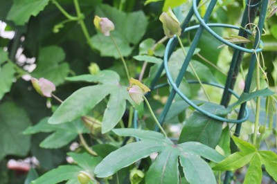 Kakteen u. caudex 030 (2000x1328).jpg