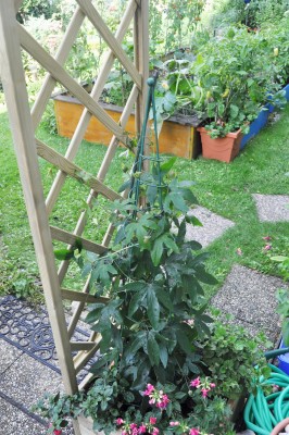 a (1) (1328x2000).jpg