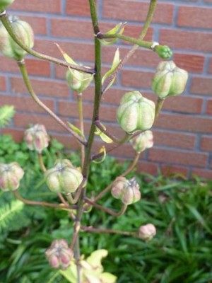 Türkenbundlilie (7).jpg